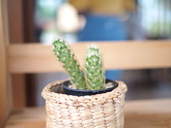 Close-up of potted plant on table