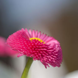 Close-up of pink flower blooming outdoors