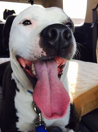 Close-up portrait of dog