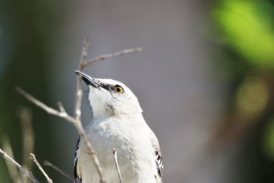 Close-up of bird perching on branch