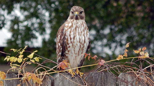 Bird perching on a branch