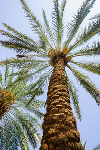 Low angle view of coconut palm tree against clear sky