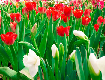 Close-up of red tulip flowers on field