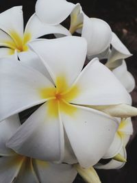 Close-up of white frangipani flowers