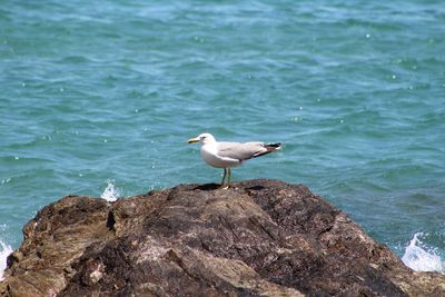 Seagull perching on rock by sea