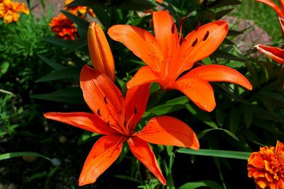 Close-up of red flowers