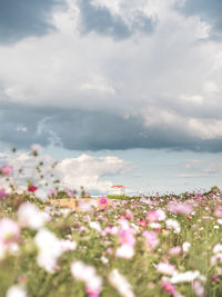 Close-up of flowering plants on field against sky