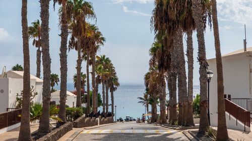 Panoramic shot of palm trees by sea against sky