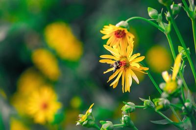 Close-up of yellow flowers