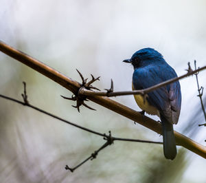 Close-up of bird perching on branch