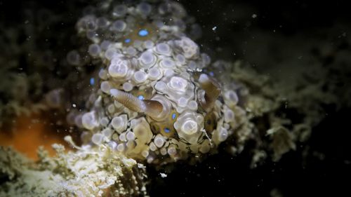 Close-up of jellyfish in sea