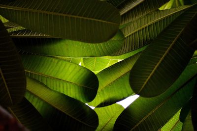 Full frame shot of green leaves