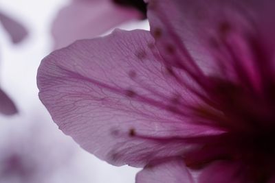 Close-up of flower