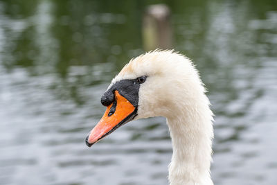 Close-up of swan swimming in lake