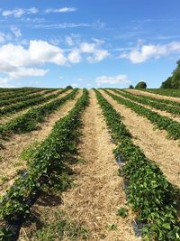 Scenic view of agricultural field against sky