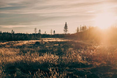 Plants growing on land against sky