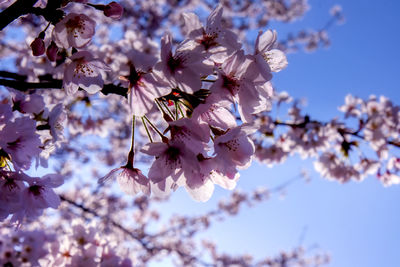 Low angle view of cherry blossoms on tree