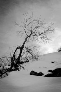 Bare trees against sky