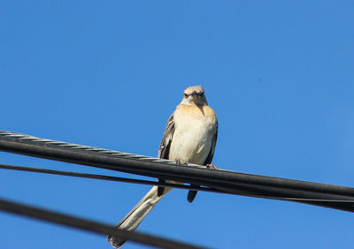 Low angle view of bird perching against clear blue sky