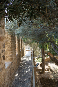 Footpath amidst trees