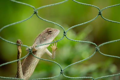 Close-up of a lizard on leaf