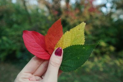 Close-up of hand holding maple leaves during autumn