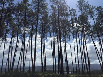 Low angle view of trees against sky