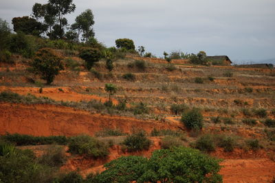 Scenic view of trees on field against sky