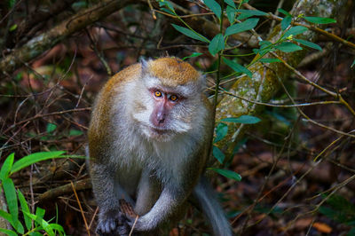 Close-up of monkey on field