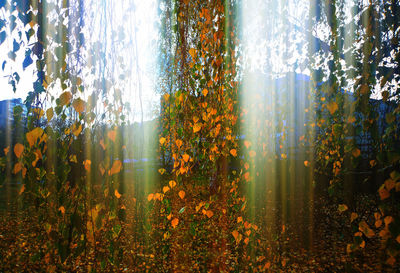 Plants and trees in forest against bright sun