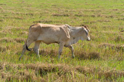 Side view of horse standing on field