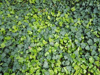 Ivy plants with green leaves in a garden forest.