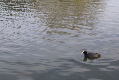 Birds swimming in lake