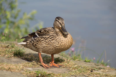 Close-up of mallard duck on the beach