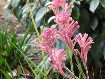 Close-up of pink flowering plant