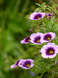 Close-up of pink flowering plants