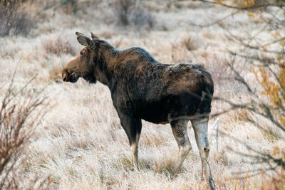 Elephant standing in a field