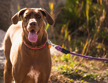 Portrait of a dog