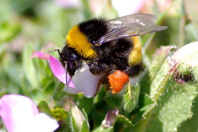 Close-up of bee pollinating on purple flower