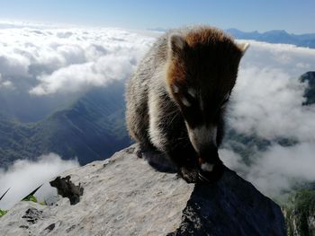 View of an animal on snowcapped mountain