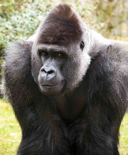 Close-up portrait of gorilla on field