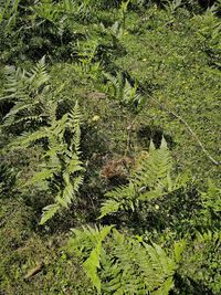 View of trees growing in forest