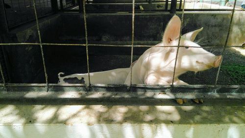 Close-up of horse