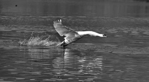 Swan splashing water while landing in lake