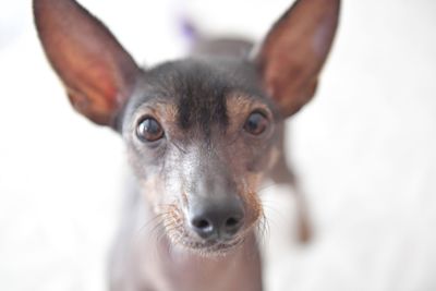 Close-up portrait of dog