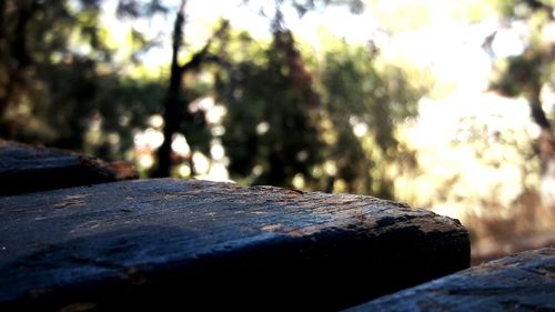 Close-up of tree trunk against rocky surface