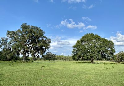 Florida pasturelands 