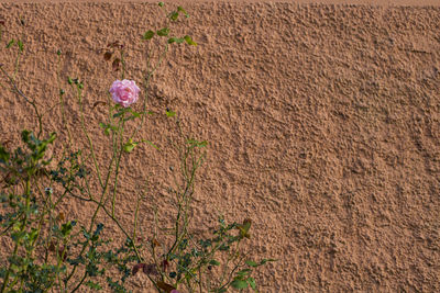 High angle view of flowering plants on field