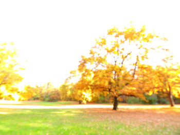 Autumn leaves on field