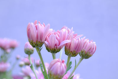 Close-up of pink flower against sky